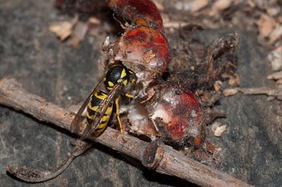 Las avispas carroñeras afectan la apicultura, la ganaderí... Las avispas carroñeras afectan la apicultura, la ganaderí...