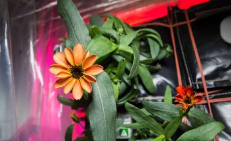 Cultivando en el espacio: el paso para vivir en otros planetas Cultivando en el espacio: el paso para vivir en otros planetas