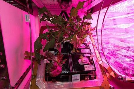 Cultivando en el espacio: el paso para vivir en otros planetas