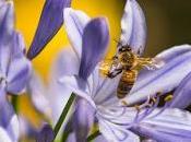 Efectos agricultura industrial ecológica abejas