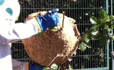 Colocadas una docena de trampas para capturar avispas asiáticas en Andra Mari