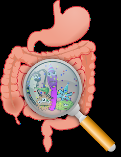 Cuando la microbiota va más allá de las tripas