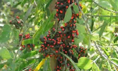 Planta Abro fotos abro planta