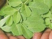 moringa; planta eterna juventud