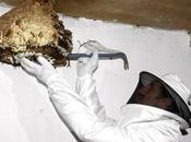 apicultores advierten situación avispa asiática Cantabria grave