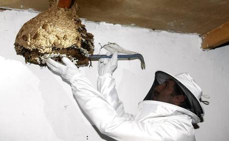 Los apicultores advierten de que la situación de la avispa asiática en Cantabria es muy grave Retirada de un nido de avispa asiática/Luis Palomeque