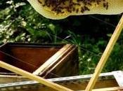 DGAV realiza tres acciones formación apicultura