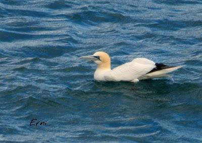 UN ALCATRAZ VIENE A VERME