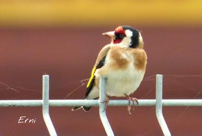 UN ALCATRAZ VIENE A VERME