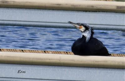 UN ALCATRAZ VIENE A VERME