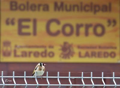 UN ALCATRAZ VIENE A VERME