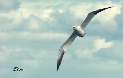 UN ALCATRAZ VIENE A VERME