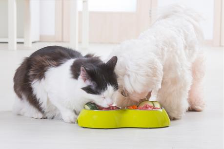 ¿Sabías que alimentar a tu mascota con restos de comida puede ser peligroso?