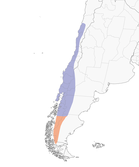 Rara (Phytotoma rara) Rara (Phytotoma rara)