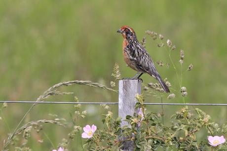 Rara (Phytotoma rara) Rara (Phytotoma rara)