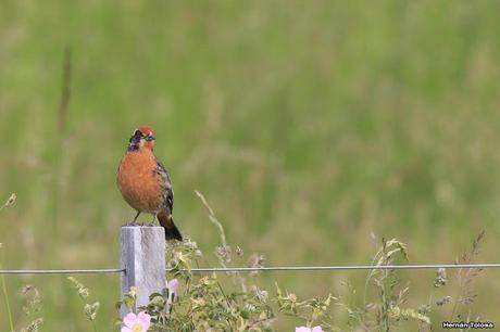 Rara (Phytotoma rara) Rara (Phytotoma rara)