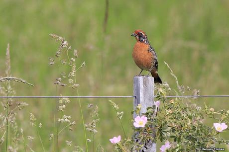 Rara (Phytotoma rara) Rara (Phytotoma rara)