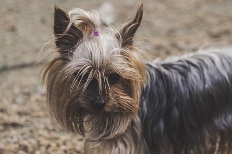 Mix And Match: Granada+Video-- Clones DR Martens Mix And Match: Granada+Video-- Clones DR Martens