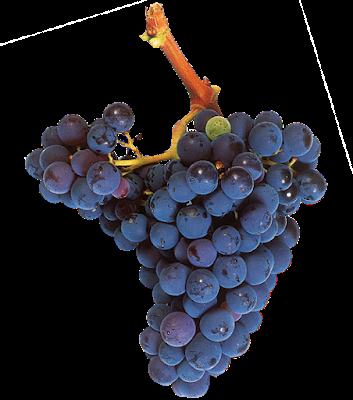 II EXPERIENCIA VEREMA SEVILLA: Lunes 5 de marzo de 2018: Cata “Ribera del Duero, Vinos de Altura” II EXPERIENCIA VEREMA SEVILLA: Lunes 5 de marzo de 2018: Cata “Ribera del Duero, Vinos de Altura”