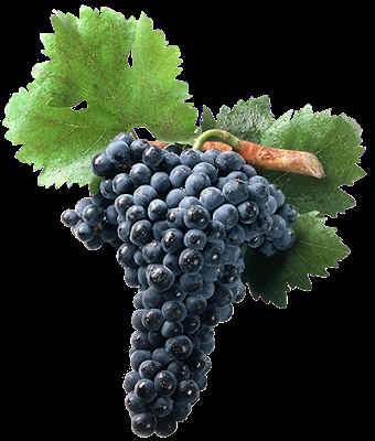 II EXPERIENCIA VEREMA SEVILLA: Lunes 5 de marzo de 2018: Cata “Ribera del Duero, Vinos de Altura”