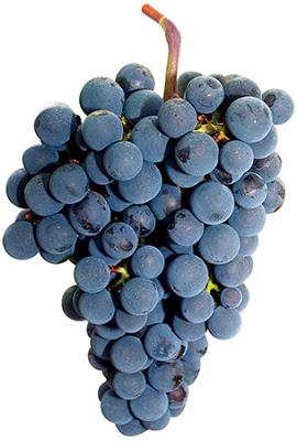 II EXPERIENCIA VEREMA SEVILLA: Lunes 5 de marzo de 2018: Cata “Ribera del Duero, Vinos de Altura” II EXPERIENCIA VEREMA SEVILLA: Lunes 5 de marzo de 2018: Cata “Ribera del Duero, Vinos de Altura”