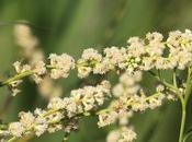 (Baccharis penningtonii)