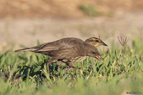 Varillero parasitado