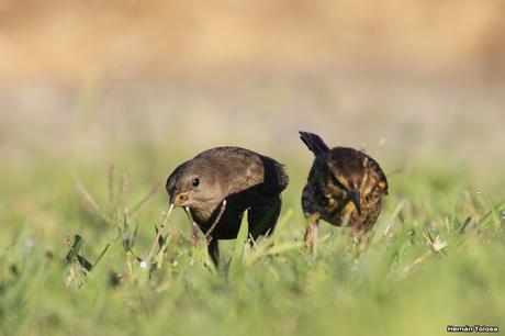 Varillero parasitado