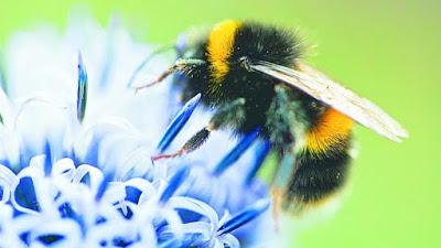 Noruega: Crean en Oslo una autopista para las abejas