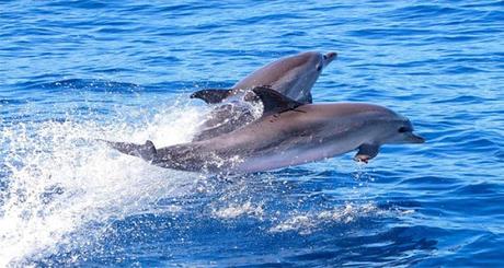 Que Visitar En Funchal | 12 Sitios Recomendados Para Conocer