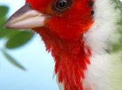 Cardenal común (Red-crested Cardinal) Paroaria coronata
