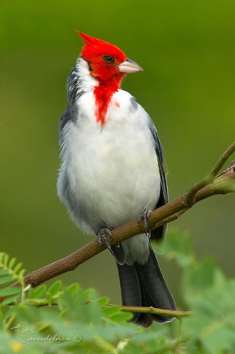 Cardenal común (Red-crested Cardinal) Paroaria coronata