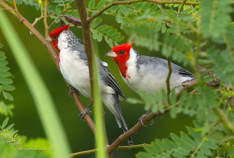 Cardenal común (Red-crested Cardinal) Paroaria coronata