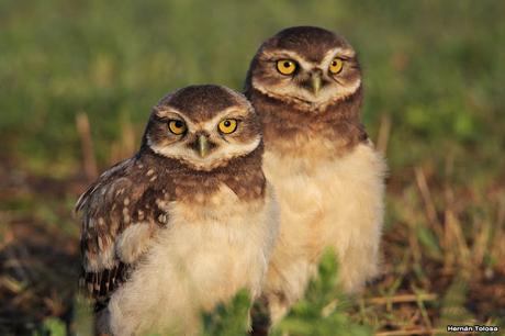 Lechucitas de Mar Chiquita