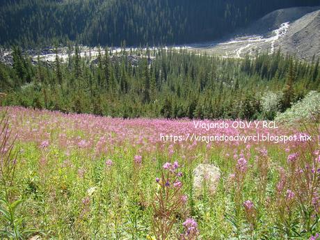 Que hacer, a donde ir, que visitar en Lake Louise. Plain of six glaciers, Grandes Lagos de Canada