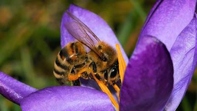 Greenpeace urge a gobiernos de la Unión Europea a prohibir pesticidas dañinos para las abejas