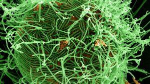 La OMS advierte: La misteriosa enfermedad X podría causar una grave epidemia internacional 5aa44775e9180f1b5b8b4567