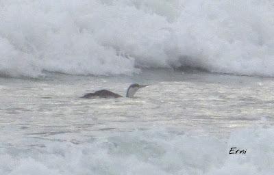 COMO VIENE SUCEDIENDO DESDE TIEMPO INMEMORIAL... HAN VUELTO LAS GOLONDRINAS