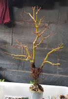 Acer Palmatum : acodo aereo