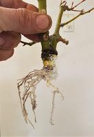 Acer Palmatum : acodo aereo Acer Palmatum : acodo aereo