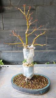 Acer Palmatum : acodo aereo Acer Palmatum : acodo aereo