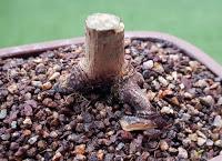 Acer Palmatum : acodo aereo Acer Palmatum : acodo aereo