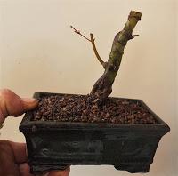 Acer Palmatum : acodo aereo Acer Palmatum : acodo aereo