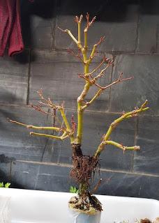 Acer Palmatum : acodo aereo