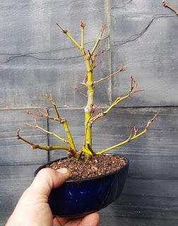 Acer Palmatum : acodo aereo