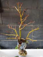 Acer Palmatum : acodo aereo