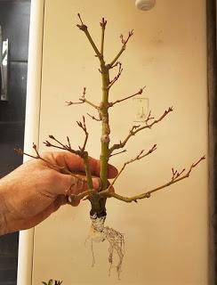 Acer Palmatum : acodo aereo