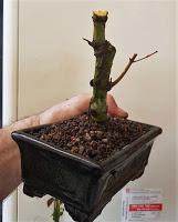 Acer Palmatum : acodo aereo Acer Palmatum : acodo aereo