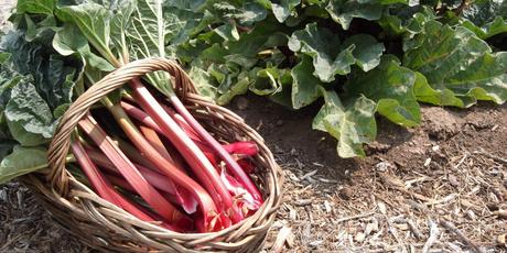 El ruibarbo - recetas y beneficios 