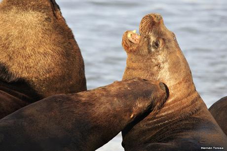 Puerto de Mar del Plata (diciembre 2017)